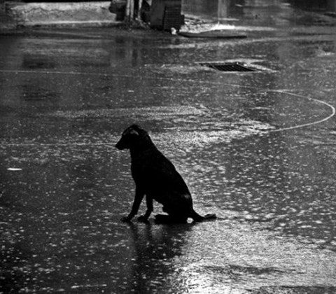 FILOSOFI ANJING: Inilah 5 Inspirasi Hidup Yang Penting  Di Tahun Anjing