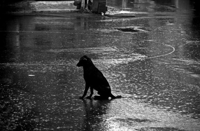 FILOSOFI ANJING: Inilah 5 Inspirasi Hidup Yang Penting  Di Tahun Anjing
